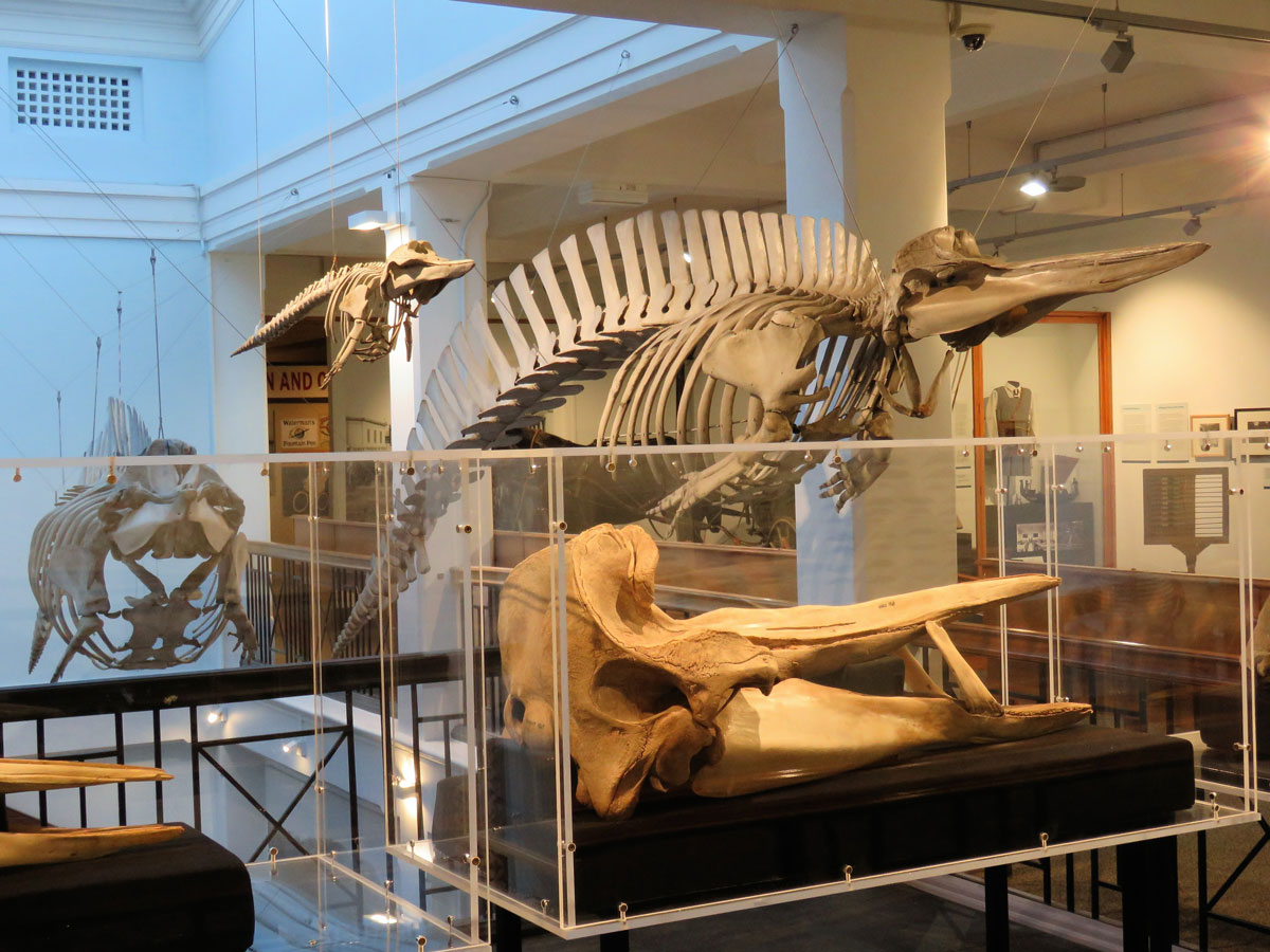 Featured image for the Te Hunahuna – Beaked Whales exhibition