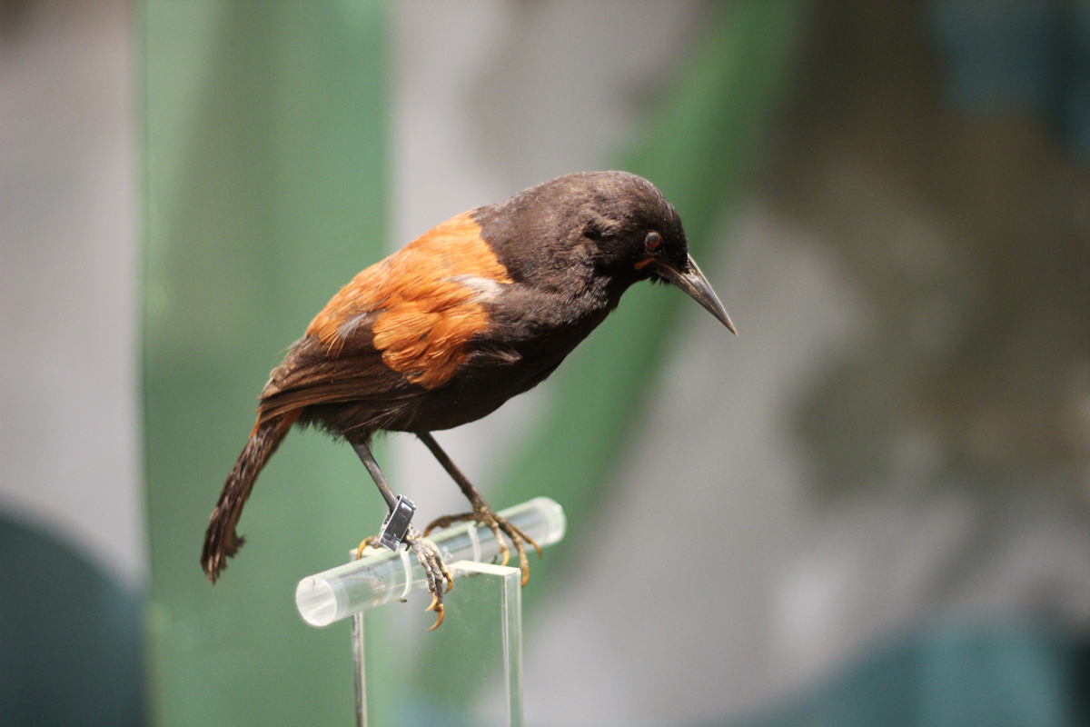 Featured image for the Ngā Manu ō Whanganui – Birds of Whanganui exhibition