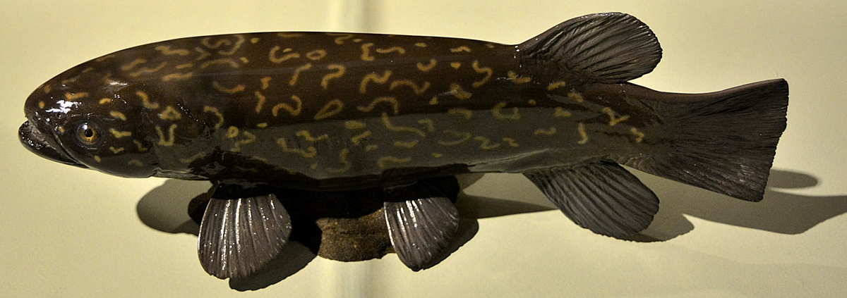 Featured image for the Ngā Ika – Fish in the River exhibition