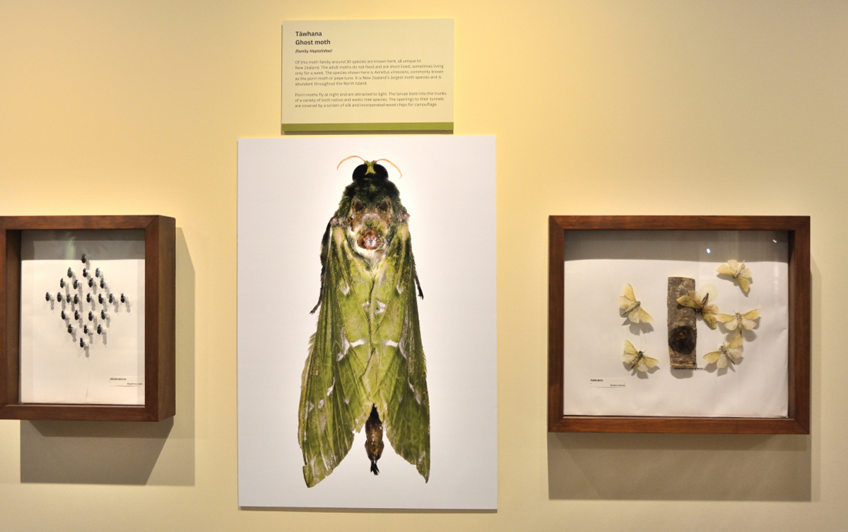Featured image for the Aitanga-a-Pēpeke – The Smallest Creatures exhibition