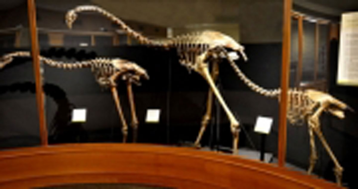 Featured image for the Ngā Moa – Moa exhibition