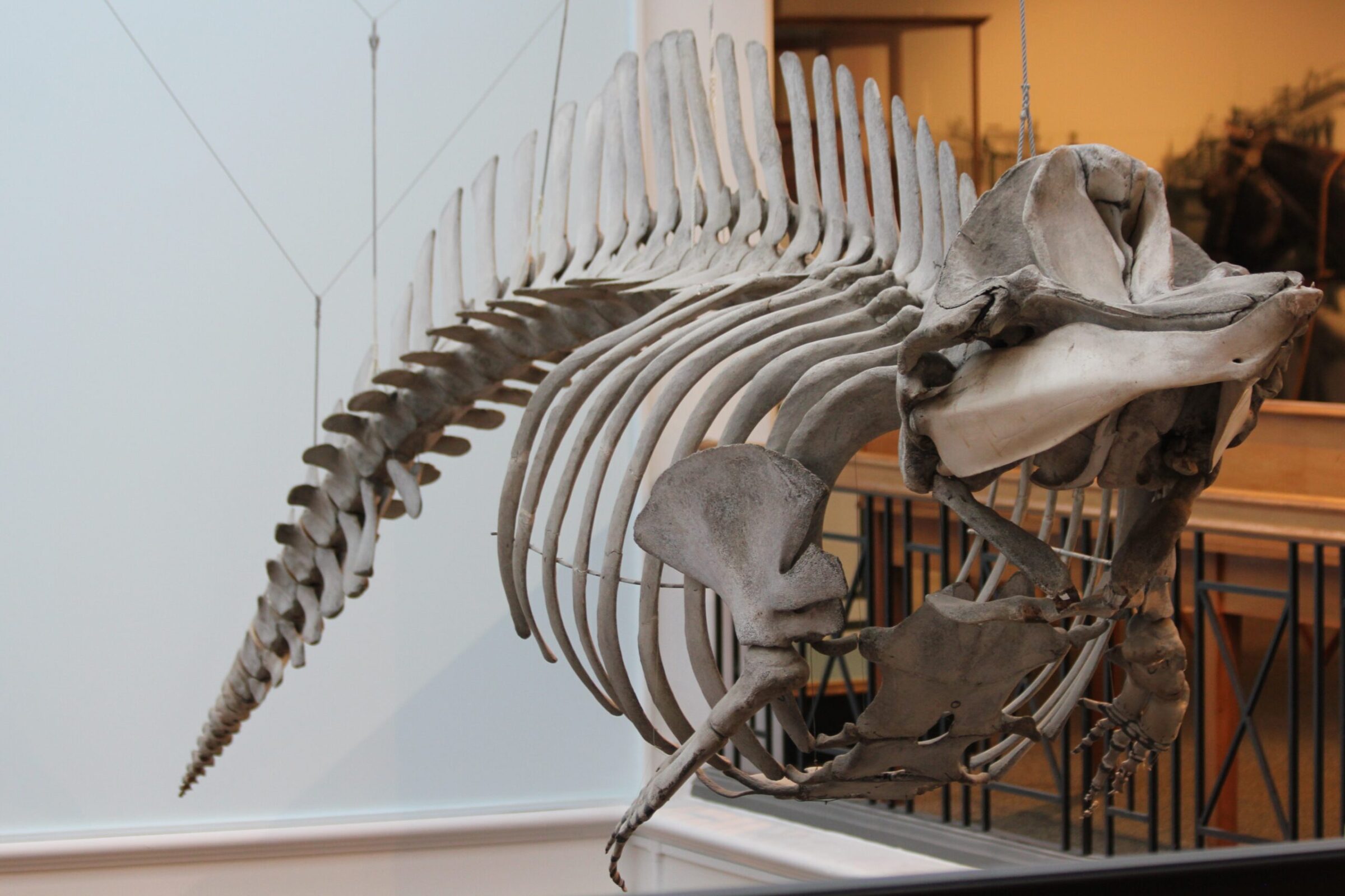 Featured image for “Beaked Whales”