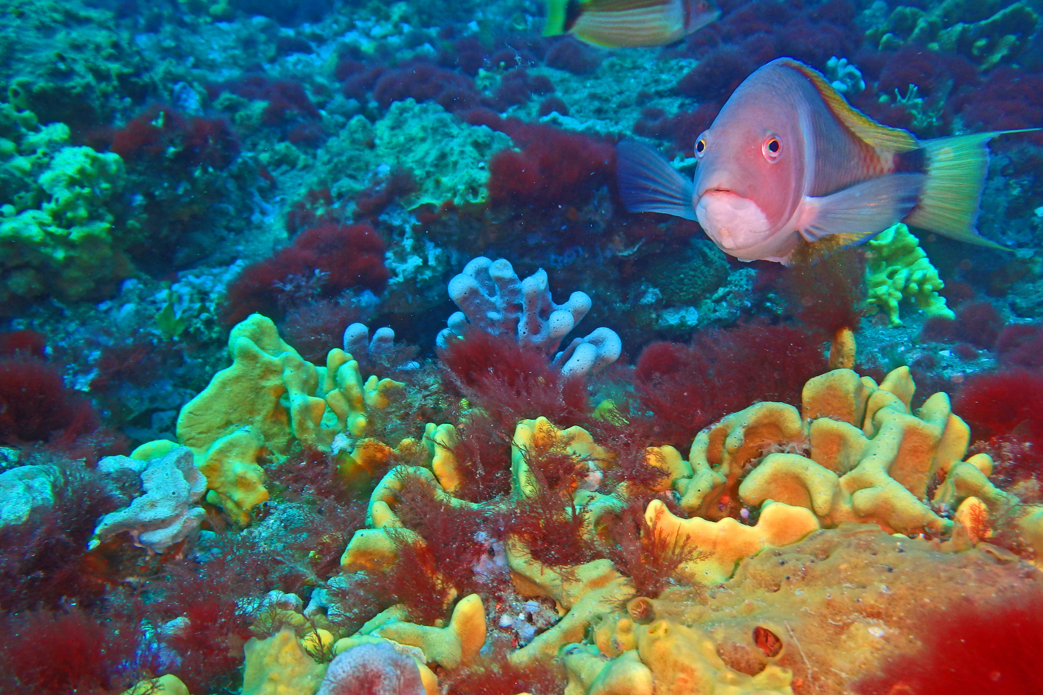 Featured image for “Nature Talks”