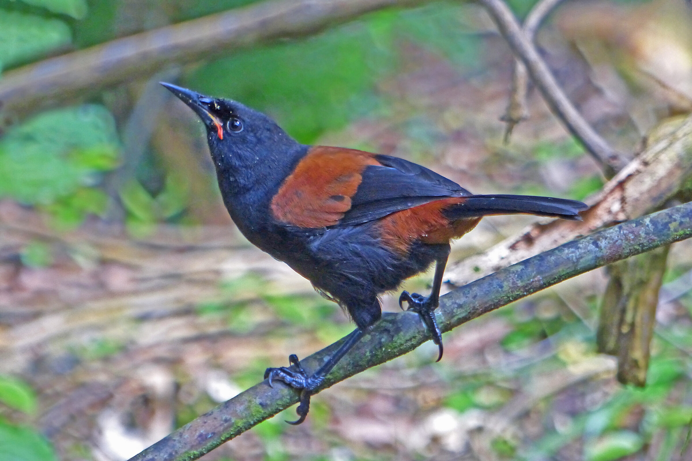 Featured image for “Nature Talks”