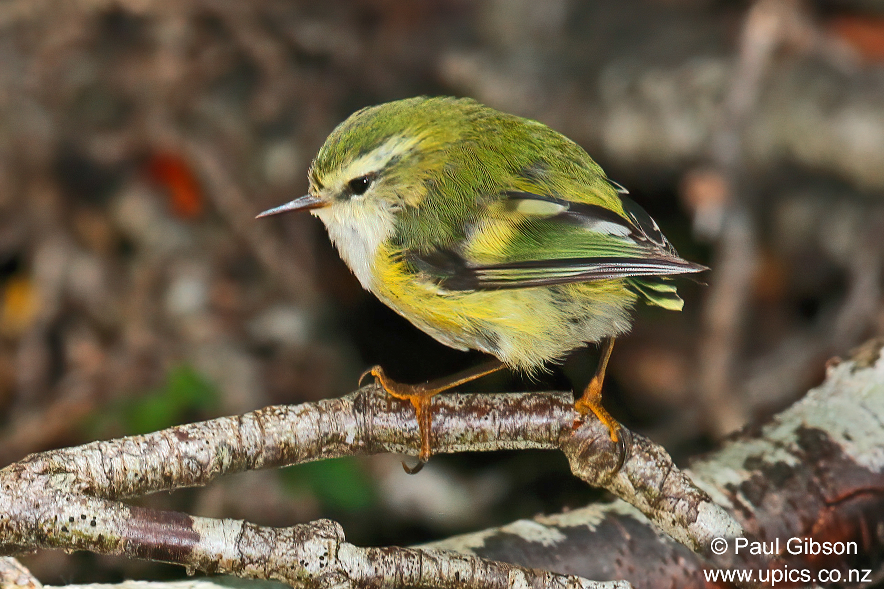 Featured image for “Nature Talks”