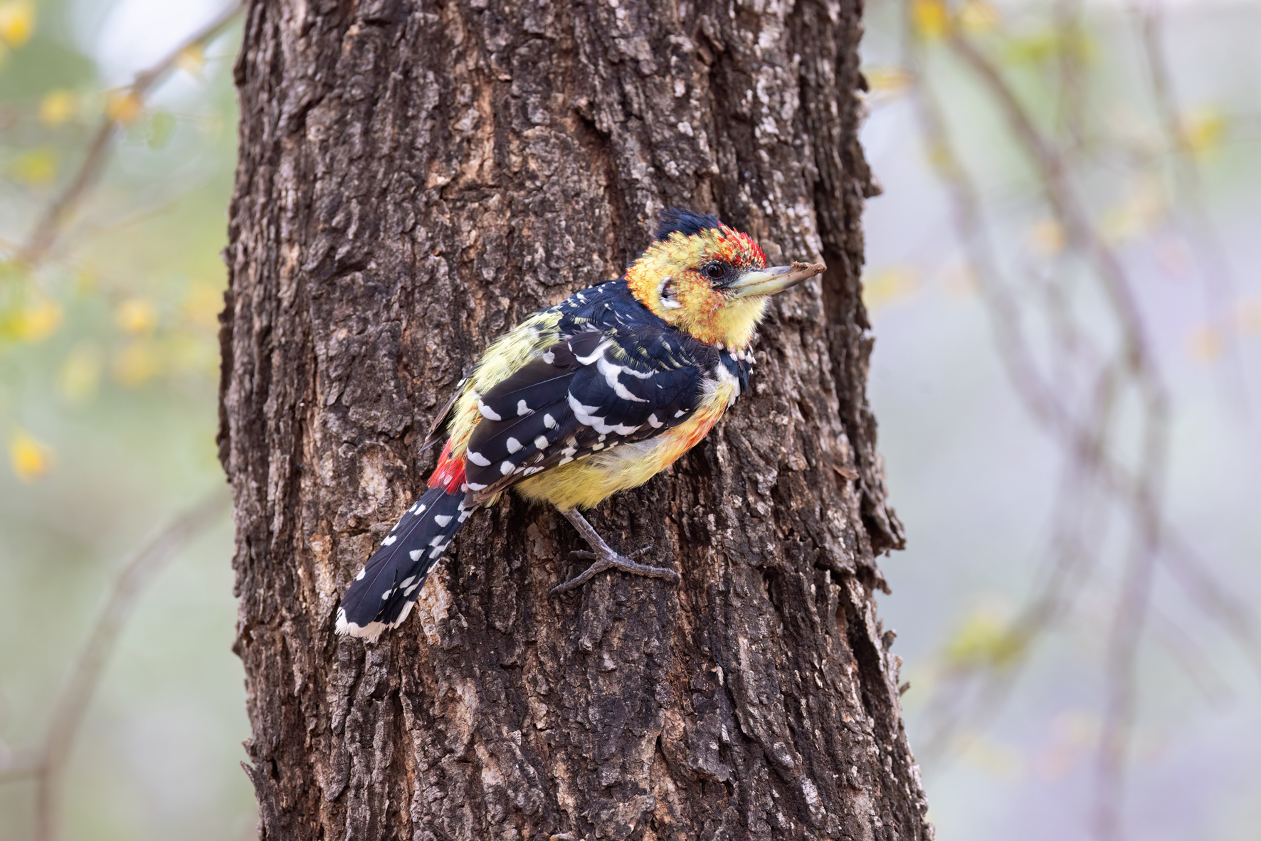 Featured image for “Nature Talks”